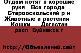 Отдам котят в хорошие руки - Все города, Старооскольский р-н Животные и растения » Кошки   . Дагестан респ.,Буйнакск г.
